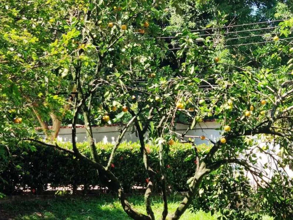Casa, 5 quartos, 450 m² - Foto 19