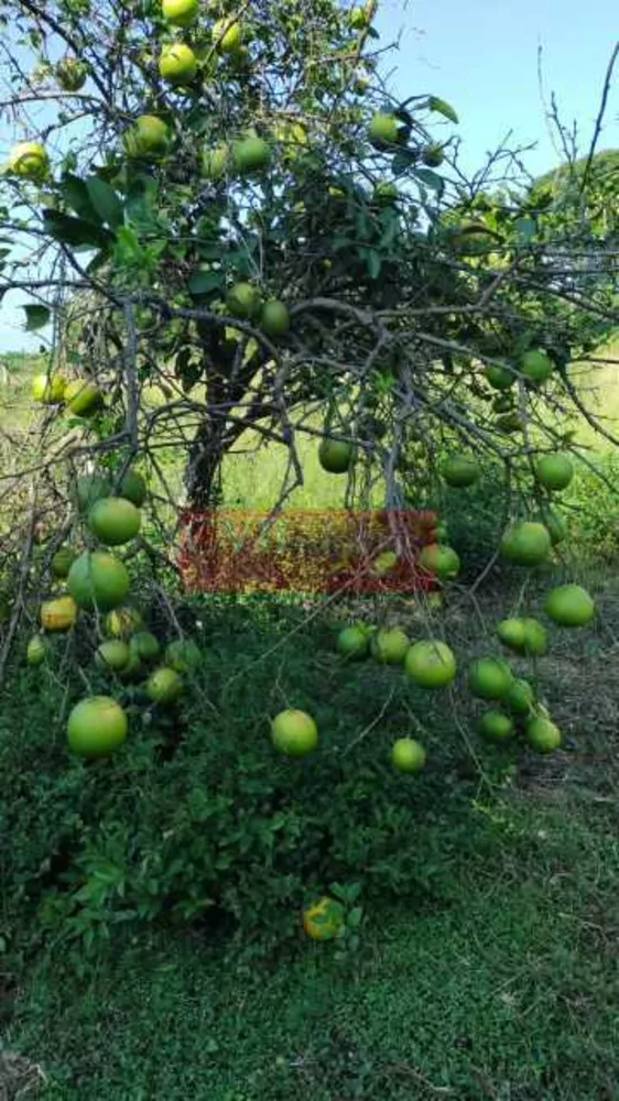 Sítio, 2 quartos, 5 hectares - Foto 14