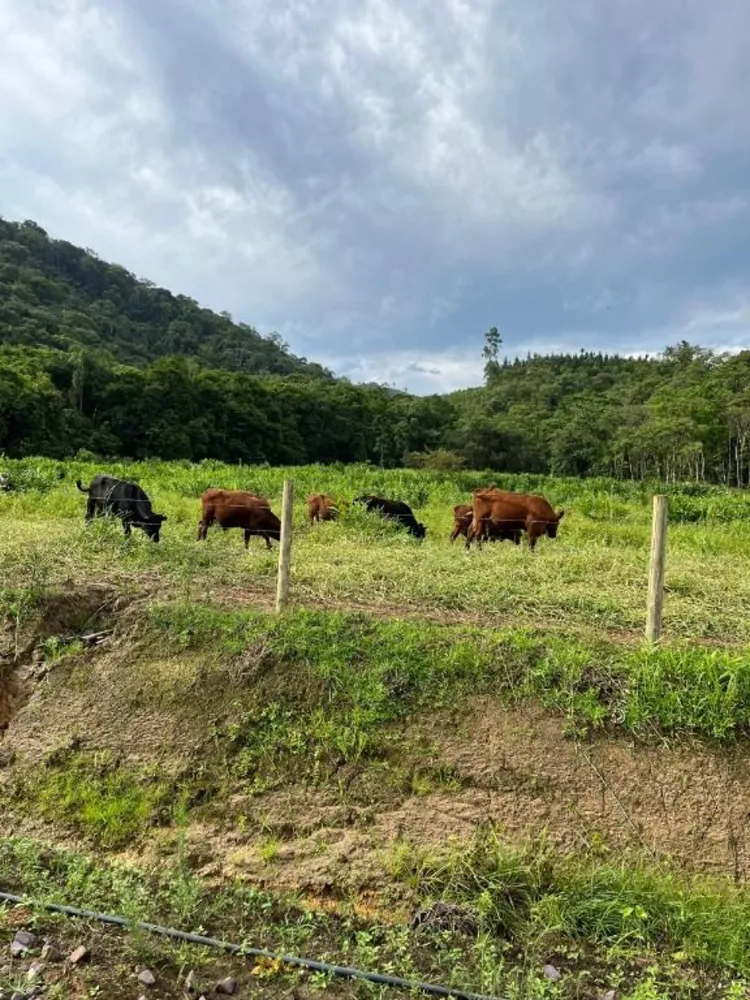 Terreno, 6 hectares - Foto 4
