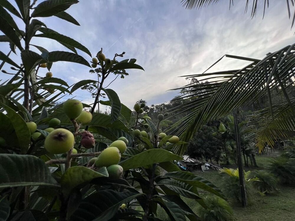 Sítio, 5 quartos, 2 hectares - Foto 4