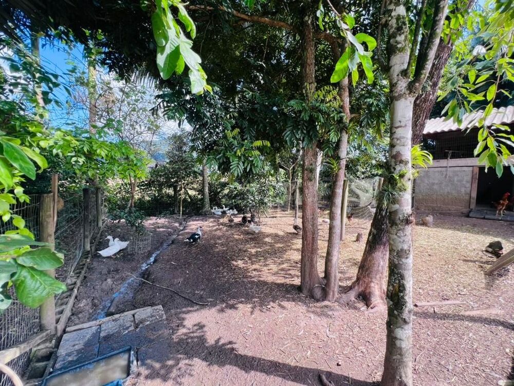 Sítio, 3 quartos, 3000 m² - Foto 6