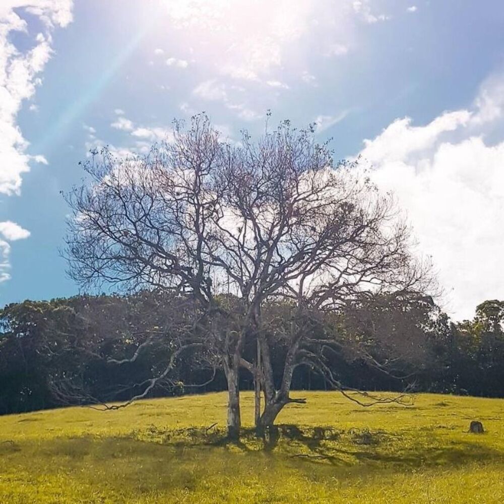 Sítio, 80 quartos, 13 hectares - Foto 4