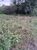 Terreno, 360 m² - Foto 3