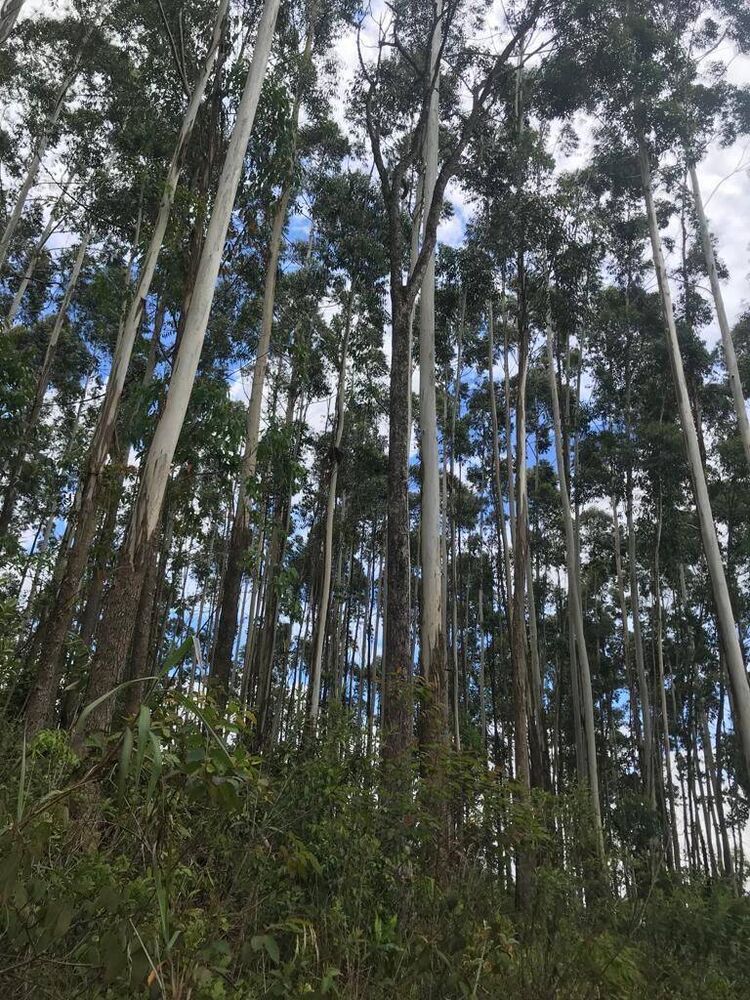 Terreno, 2 hectares - Foto 4