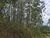 Terreno, 2 hectares - Foto 3