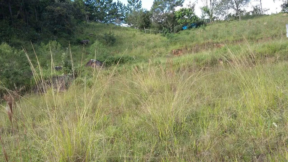 Terreno, 6 hectares - Foto 6
