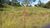 Terreno, 6 hectares - Foto 4
