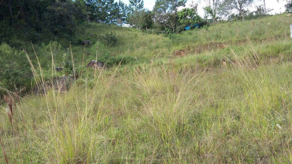 Terreno, 2 hectares - Foto 3