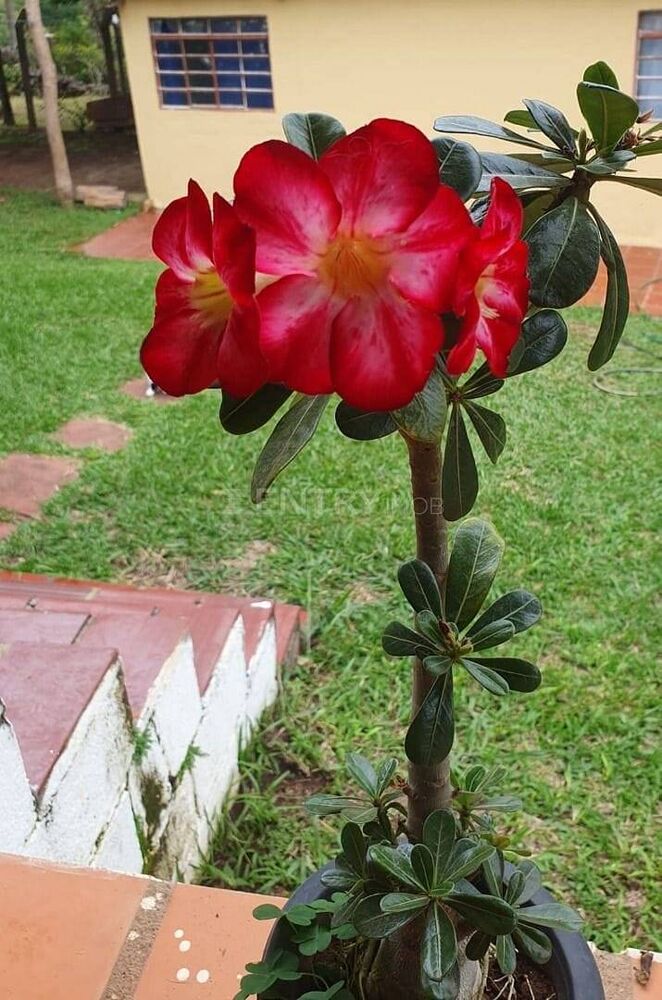 Chácara, 3 quartos, 2408 m² - Foto 2