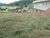 Terreno, 250 m² - Foto 2