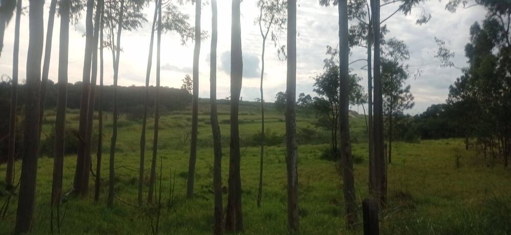 Terreno, 3 hectares - Foto 2