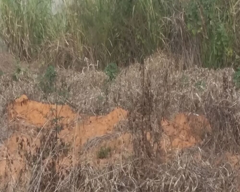 Terreno - Foto 1