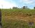 Terreno - Foto 5