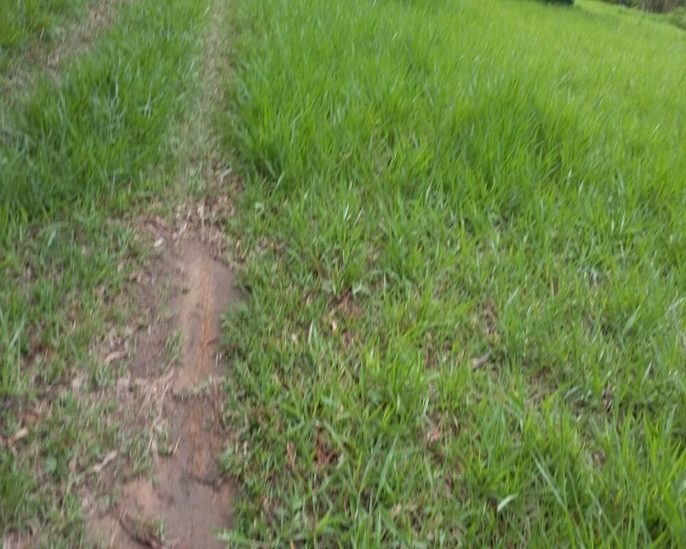 Terreno, 5300 m² - Foto 4