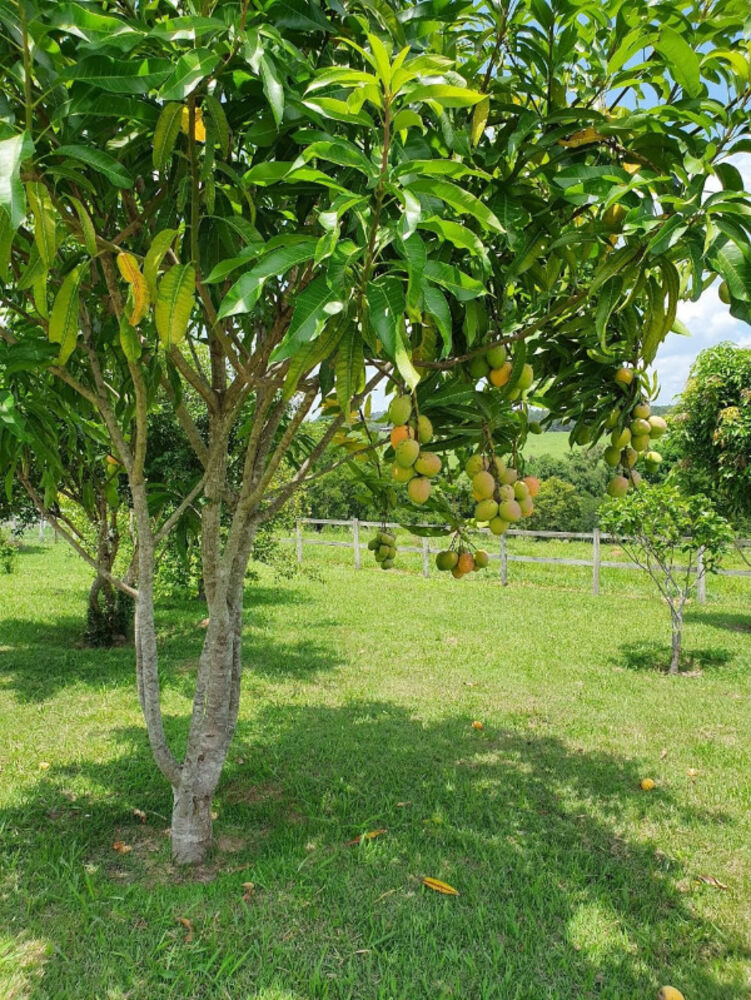 Sítio, 3 quartos, 7 hectares - Foto 20