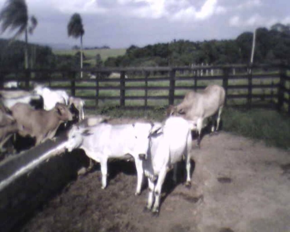 Sítio - Foto 12