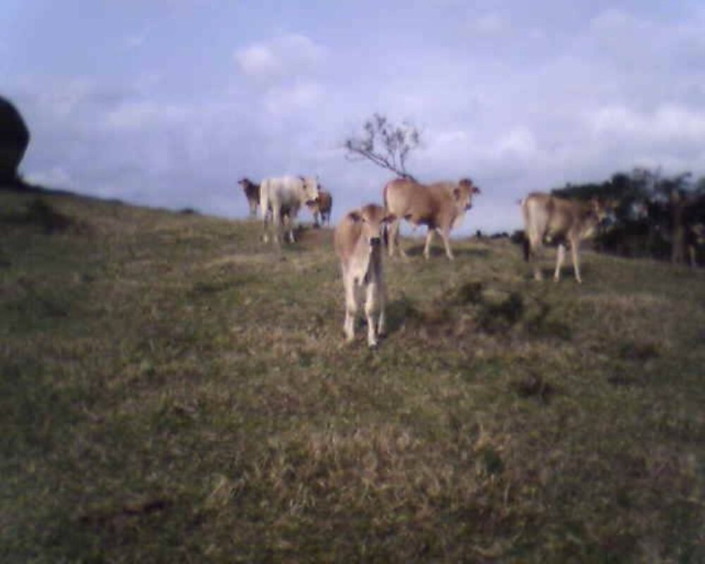 Sítio - Foto 7