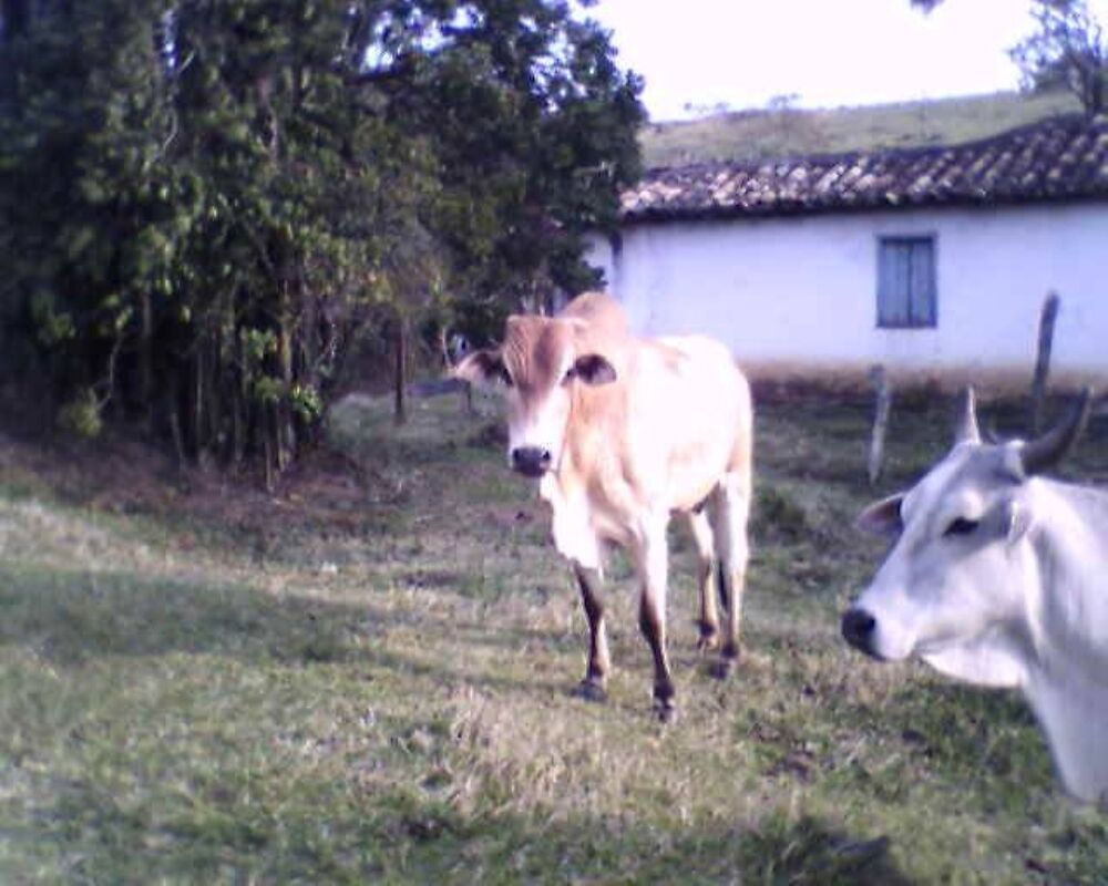 Sítio - Foto 1