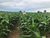 Terreno, 1 hectares - Foto 1
