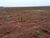 Terreno, 3 hectares - Foto 2
