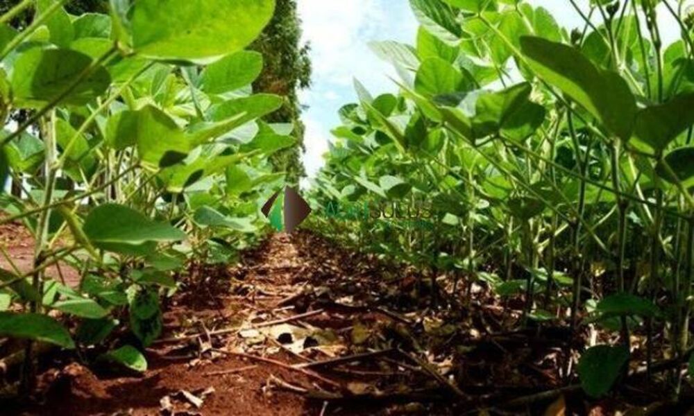 Terreno, 5000 m² - Foto 1