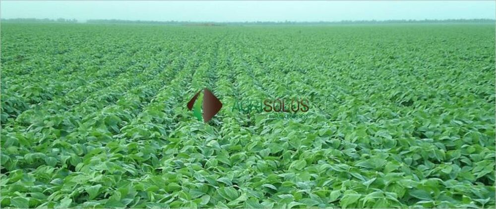 Terreno, 2 hectares - Foto 4