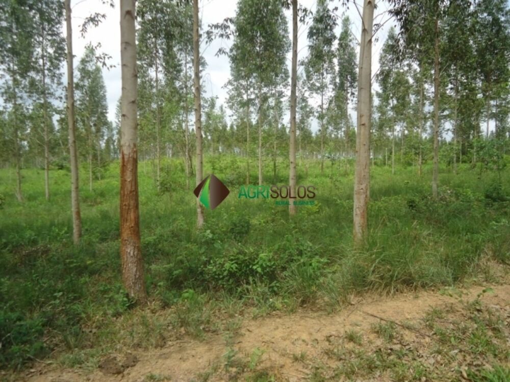 Terreno à venda, 8800m² - Foto 4