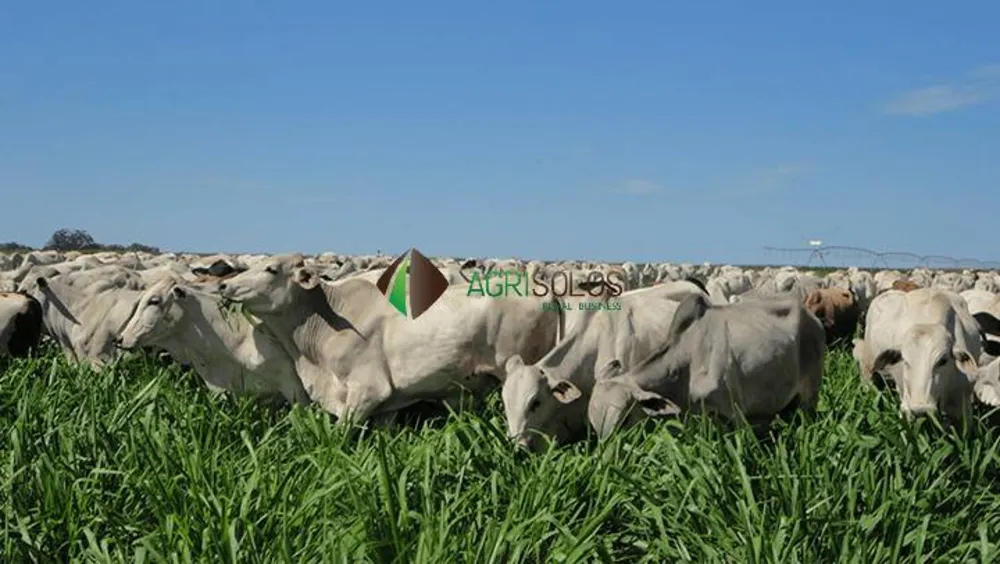 Terreno, 4 hectares - Foto 4