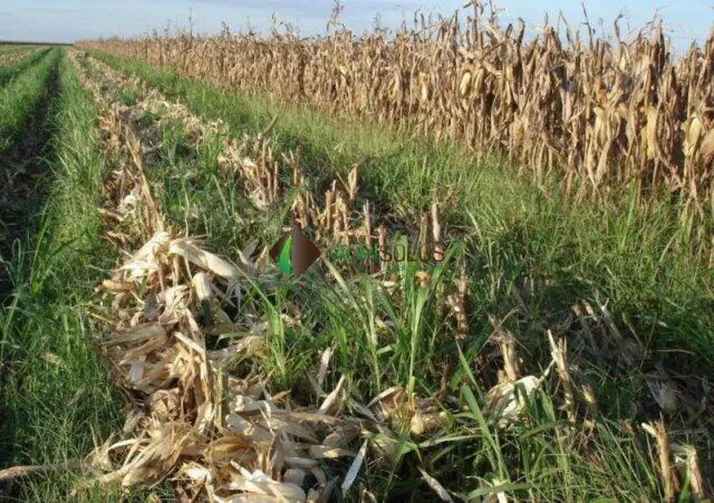 Terreno, 4 hectares - Foto 1