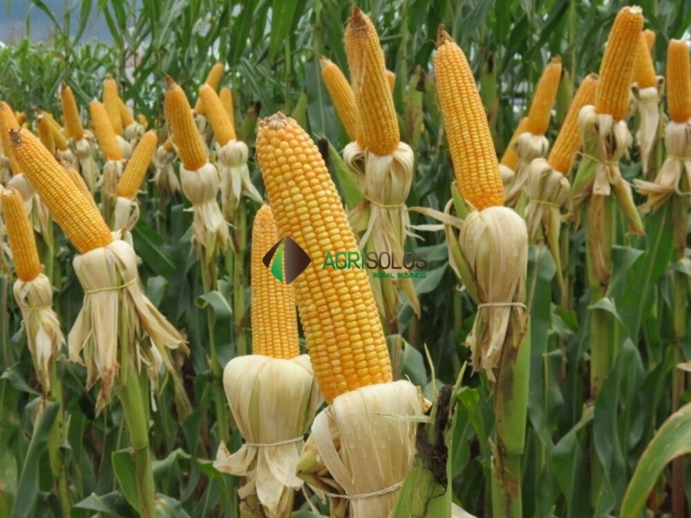 Terreno, 1 hectares - Foto 1