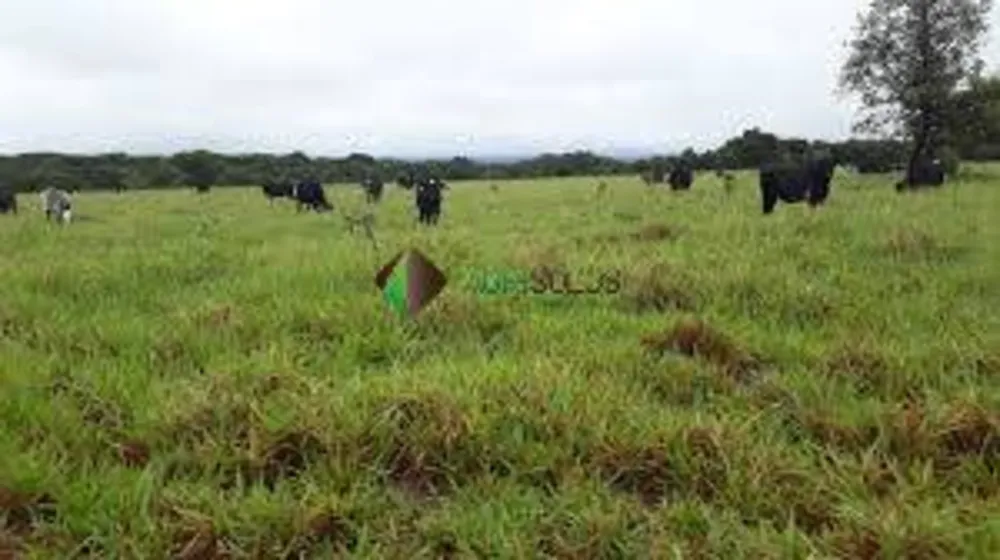 Terreno, 2 hectares - Foto 2