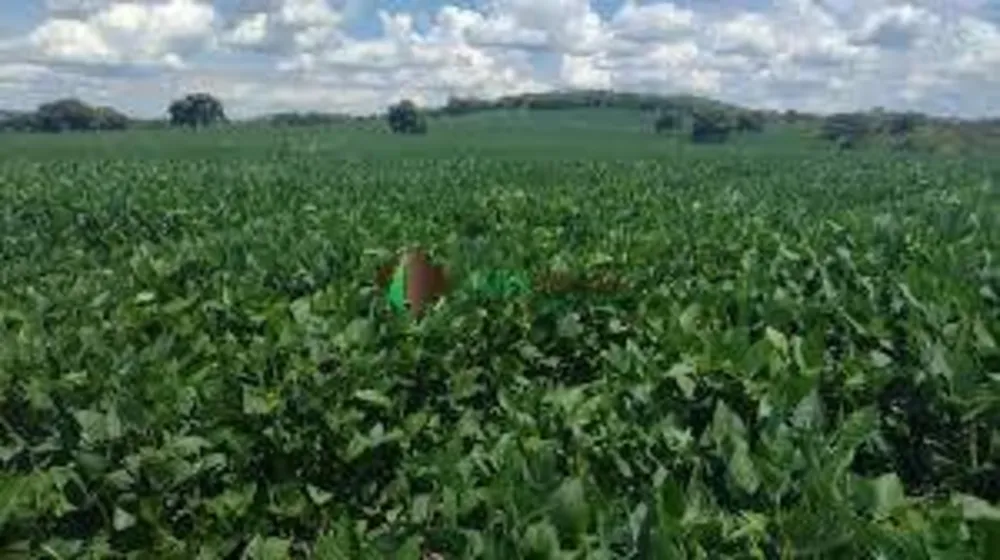 Terreno, 2 hectares - Foto 3
