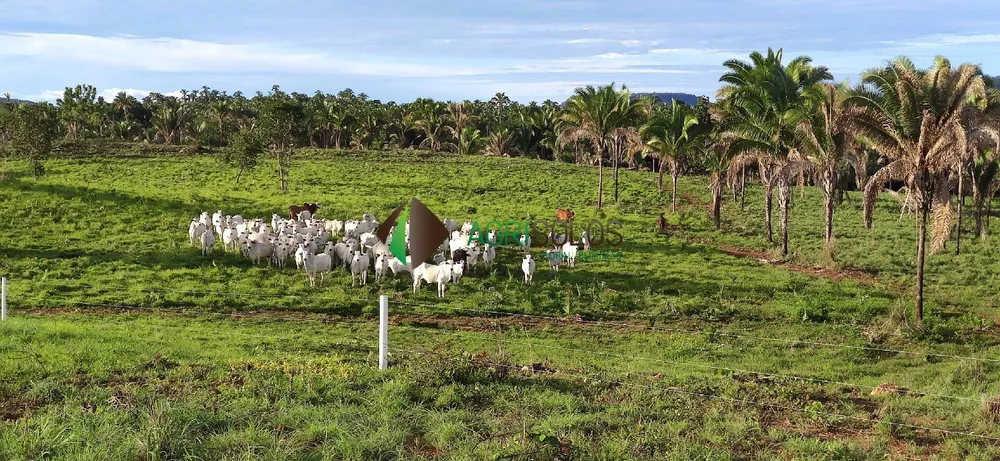 Terreno, 67 hectares - Foto 10