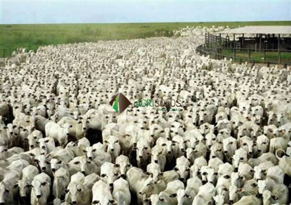 Terreno, 10000 m² - Foto 1