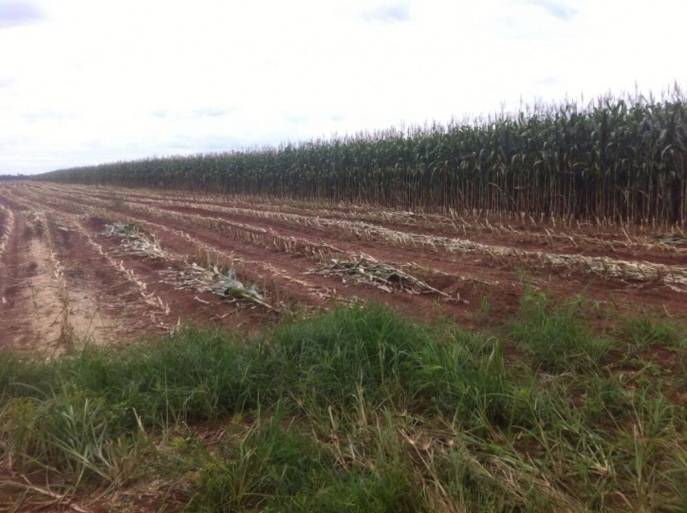 Terreno, 15700 hectares - Foto 3
