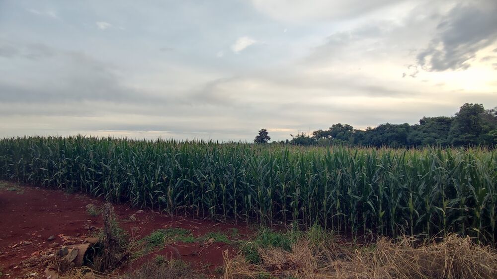 Chácara, 2 hectares - Foto 4