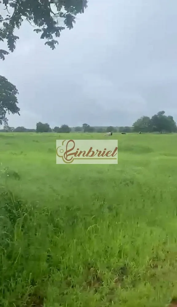 Fazenda, 4180 hectares - Foto 1