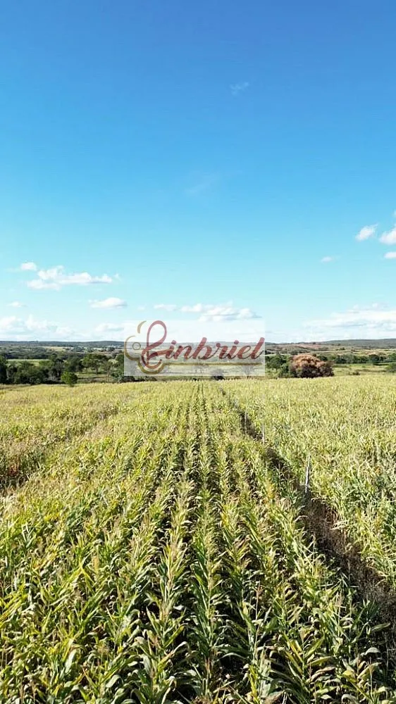 Fazenda, 570 hectares - Foto 4