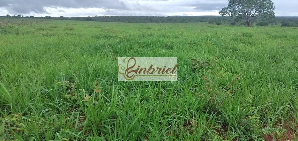 Fazenda, 503 hectares - Foto 3