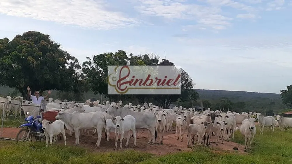 Fazenda, 1100 hectares - Foto 1