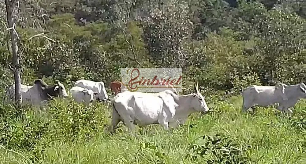 Fazenda, 230 hectares - Foto 4