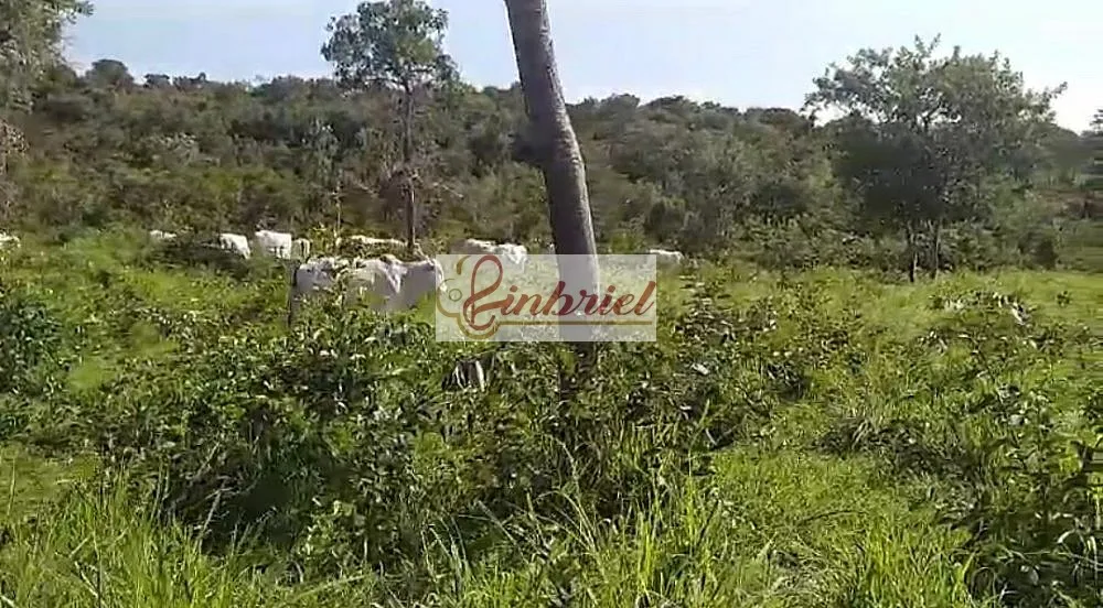 Fazenda, 230 hectares - Foto 3