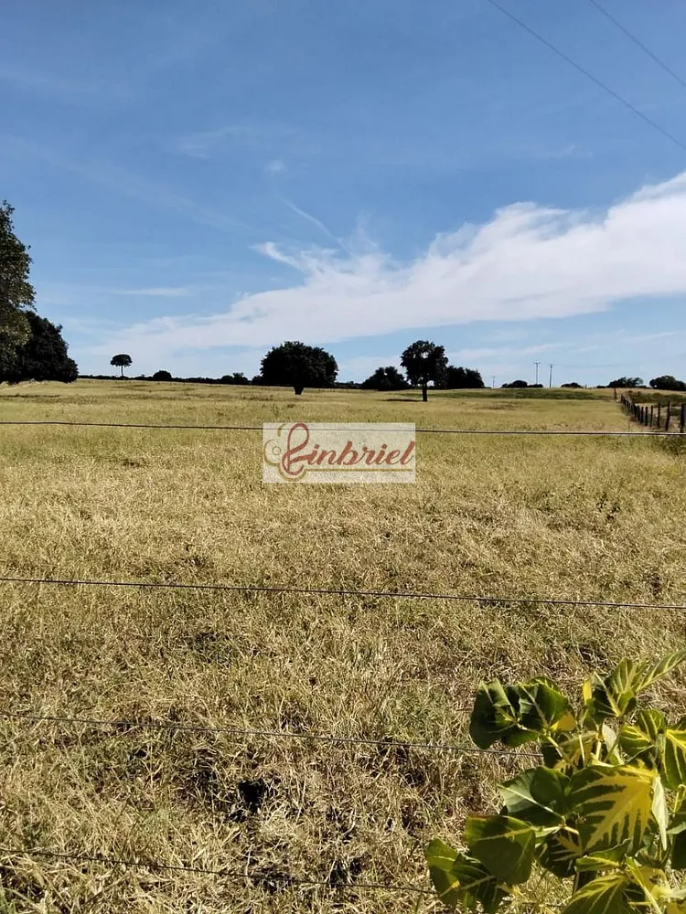 Fazenda, 620 hectares - Foto 7