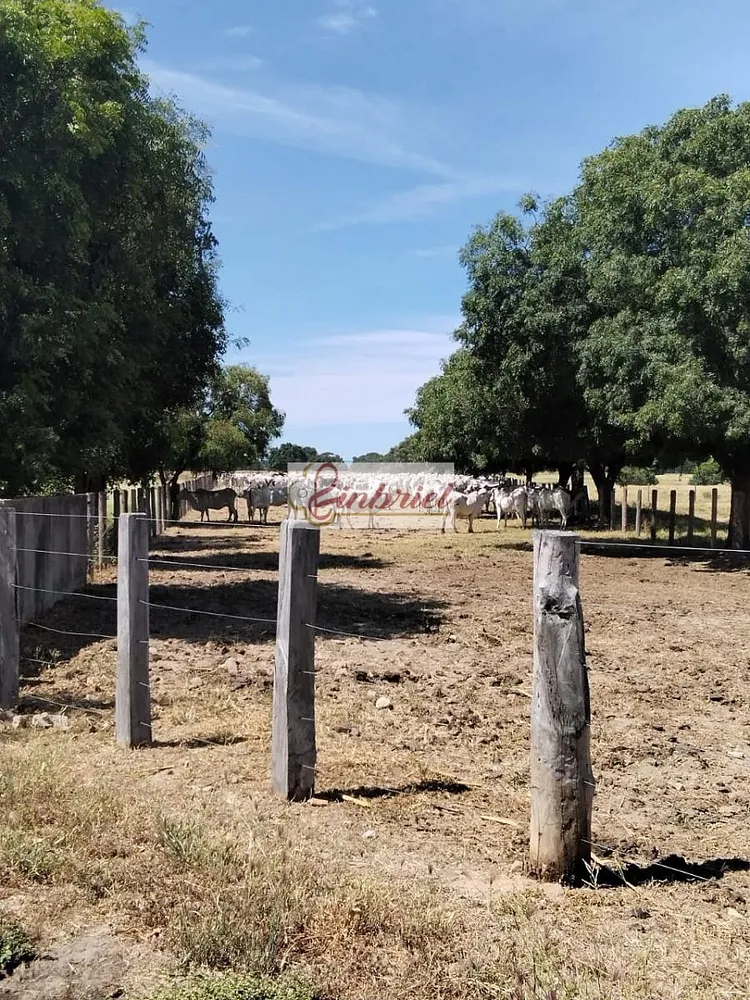 Fazenda, 620 hectares - Foto 9