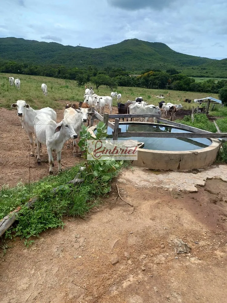 Fazenda, 430 hectares - Foto 11