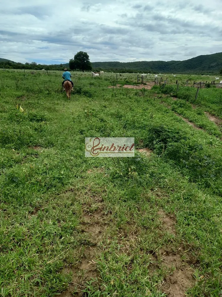 Fazenda, 430 hectares - Foto 4