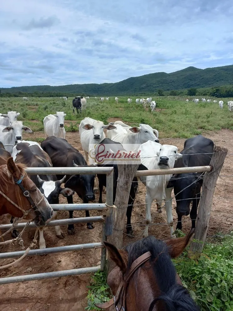 Fazenda, 430 hectares - Foto 13