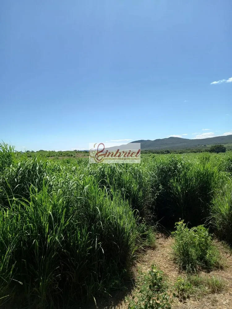 Fazenda, 430 hectares - Foto 7