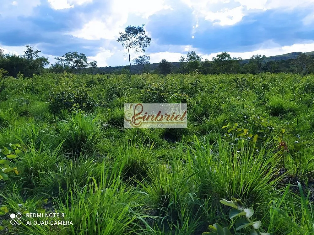 Fazenda, 242 hectares - Foto 7