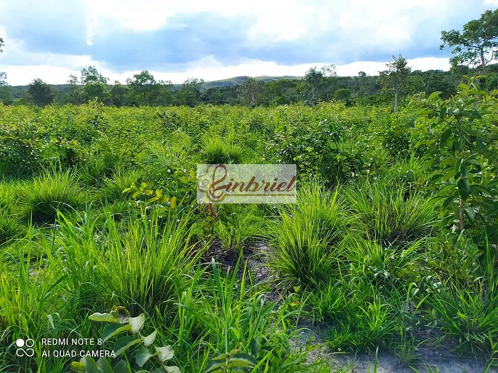 Fazenda, 242 hectares - Foto 8